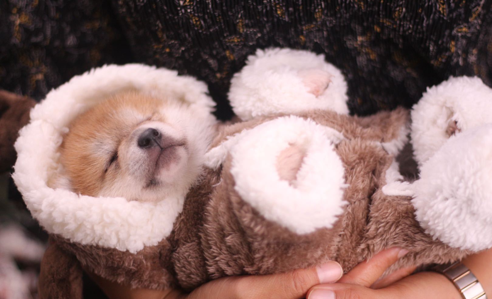 狗市和犬舍哪里买狗好,狗市的狗和宠物店的狗