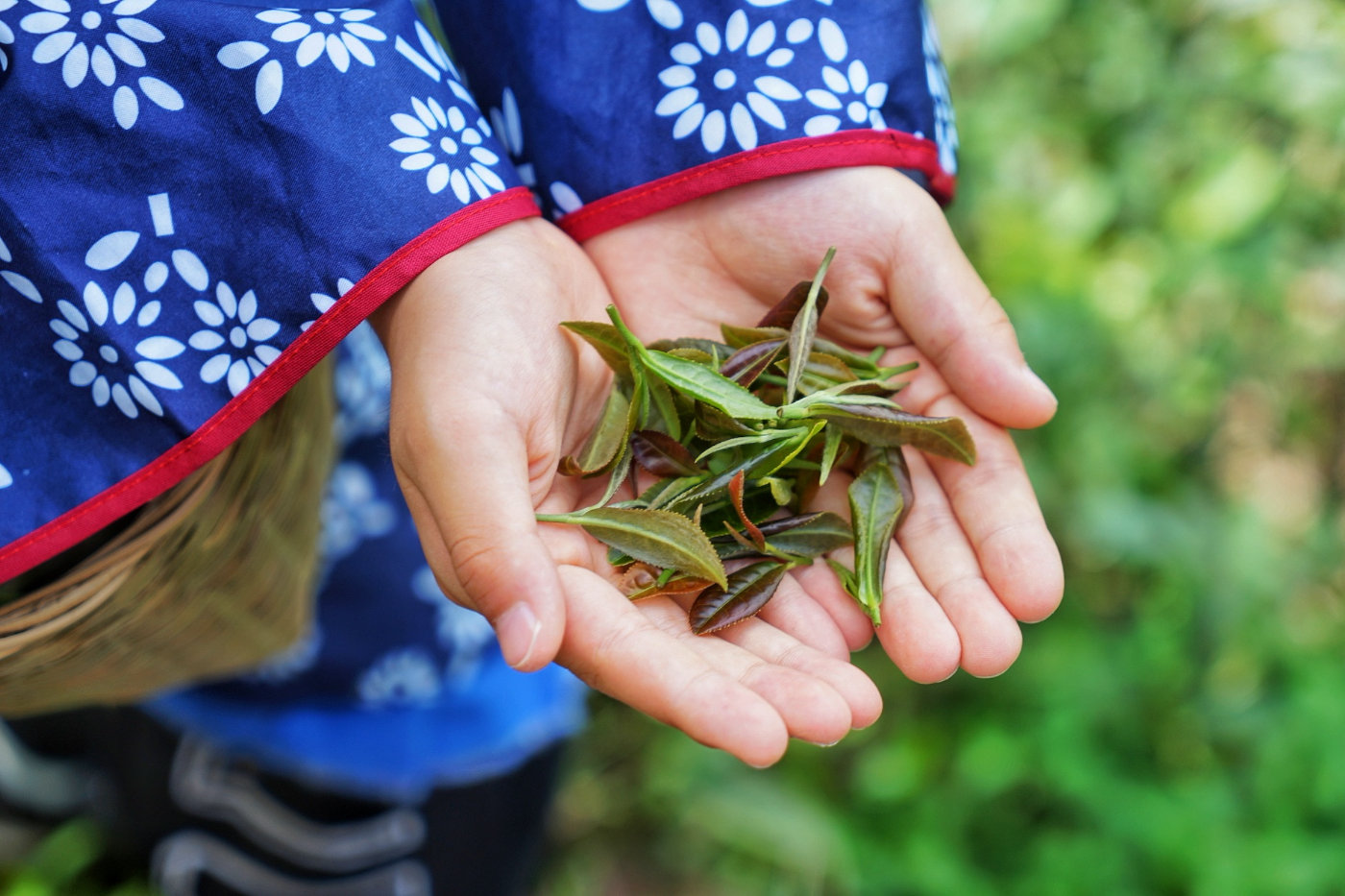 为什么四川的美女比较多,为什么四川美女多