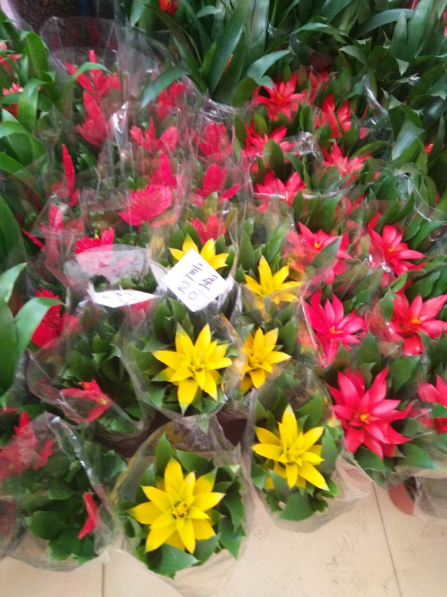 水塔花的养殖方法施什么肥,水塔花的养殖方法和注意事项