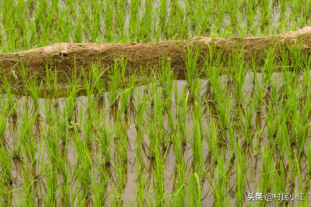湖南水稻草害综合解决方案,水稻受除草剂危害有哪些补救方法