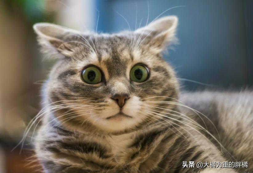 猫咪恐惧发出什么声音,猫咪生气了怎样安慰它