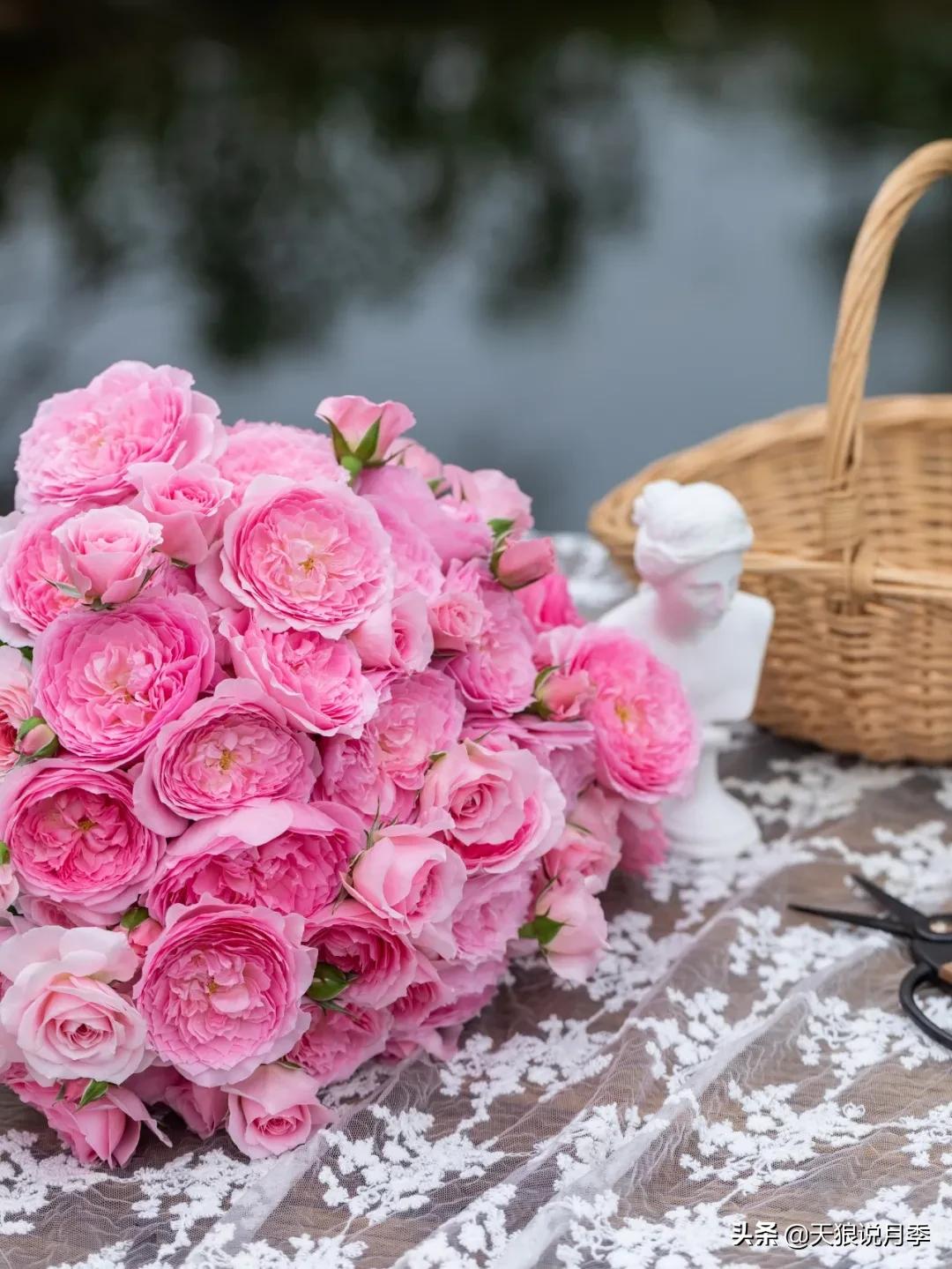 天狼自育抗病强品种,天狼自育浓香品种