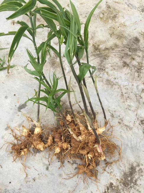 黄精列于草部之首，仙家以为芝草之类，以其得坤土之精粹