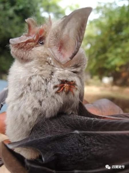 蛛蝇NycteribiaStylidiopsis