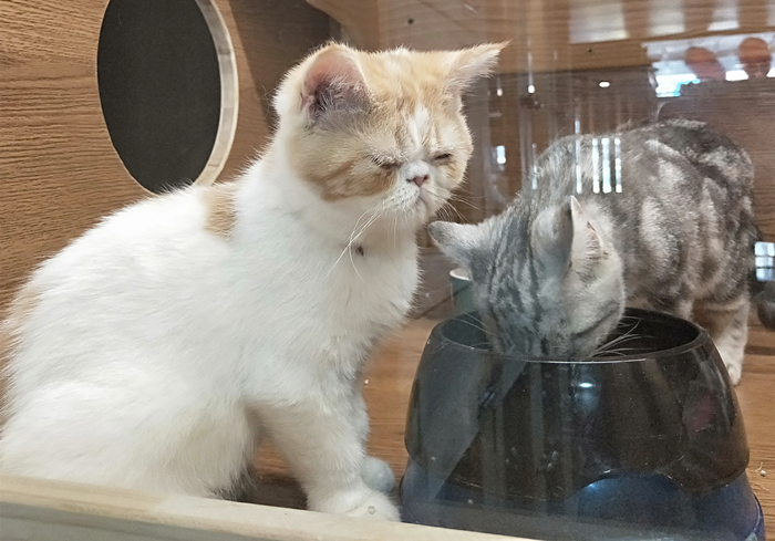 怎样的猫包最适合猫咪,猫猫应该用什么样的猫包