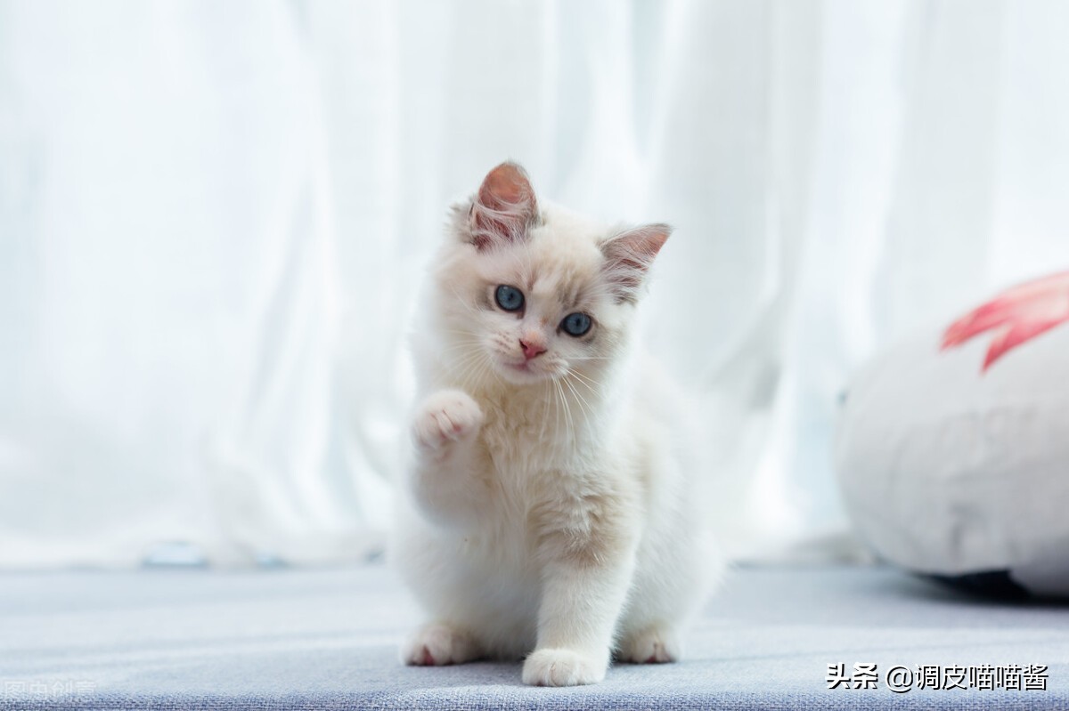 怎么让小奶猫在猫砂里尿尿,猫怎么使用猫砂