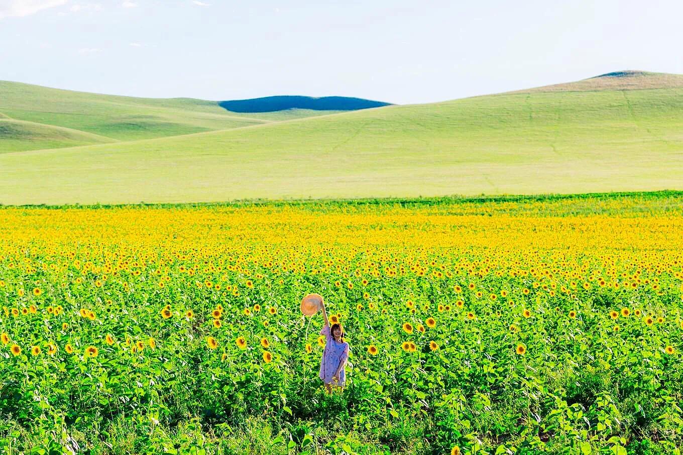 向日葵种子什么品种最好,向日葵哪种是可食用品种