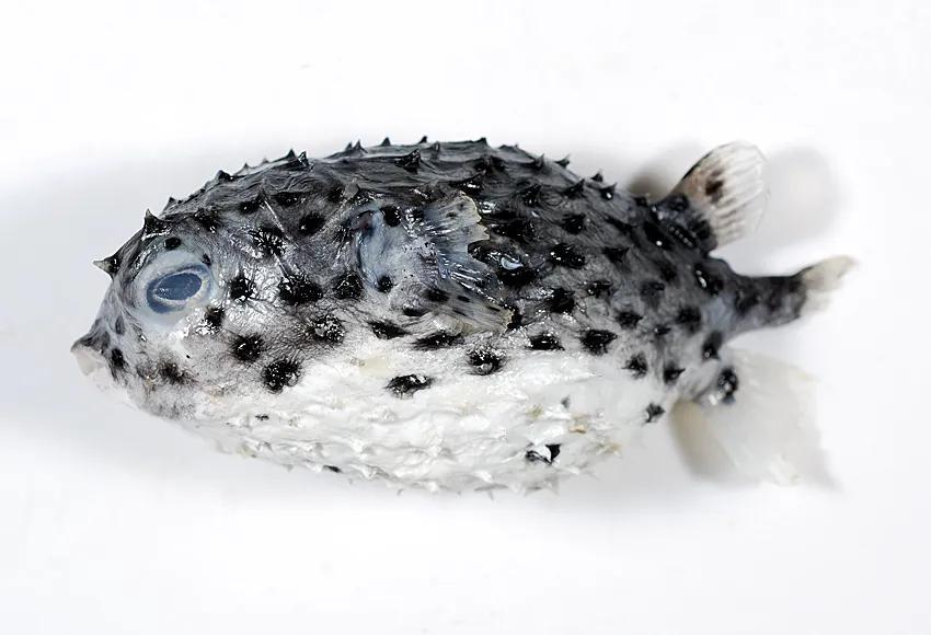 鱼鳞能有什么功效,鱼鳞有用吗