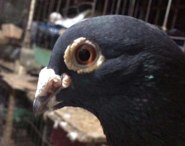 新手养信鸽还是肉鸽好,新手养鸽子怎么避免上当