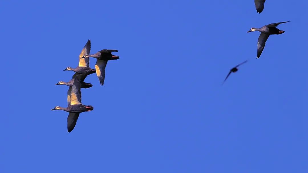 涂上黄色的“润唇膏”，TA就是野鸭中最靓的仔