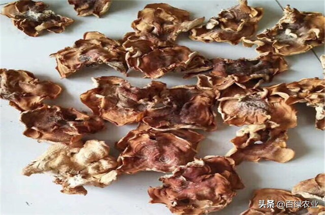 榆黄蘑高效栽培教程,榆黄蘑工厂化栽培技术