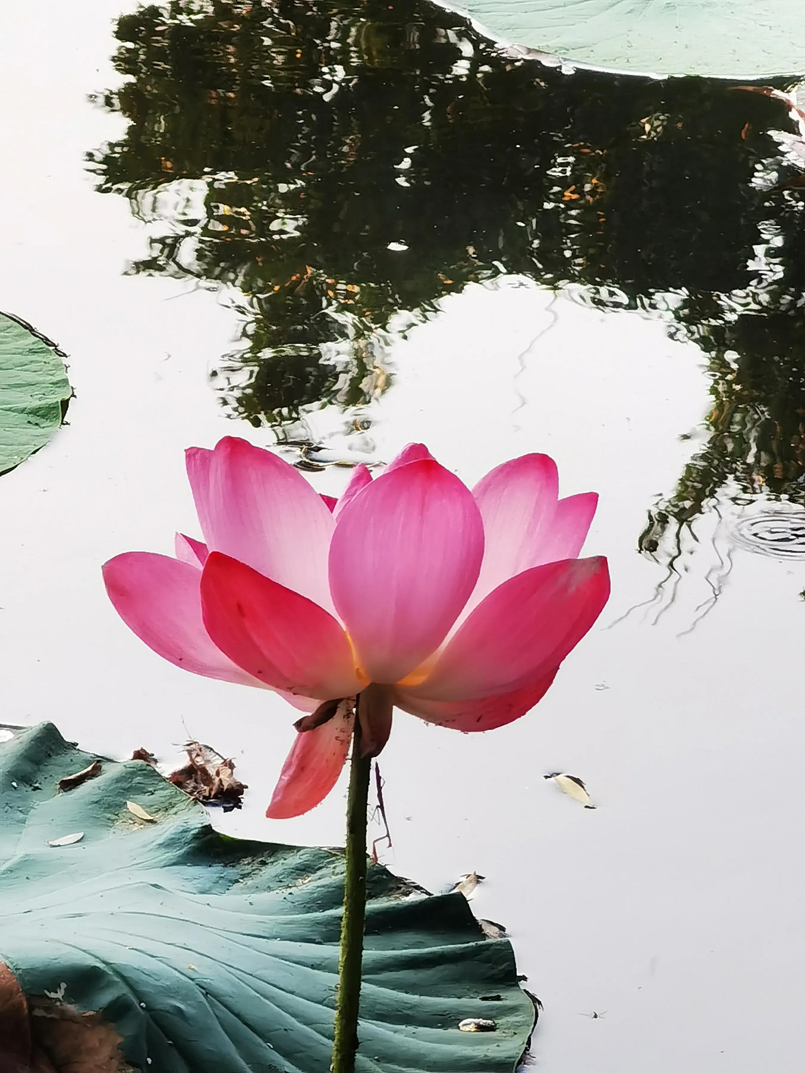 手拍世界手机摄影平台,手机摄影作品集大全集