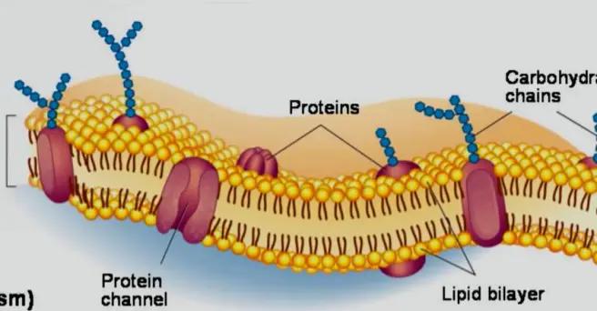 健身过程中长出了生长纹该怎么办,不合理健身导致手臂生长纹怎么办