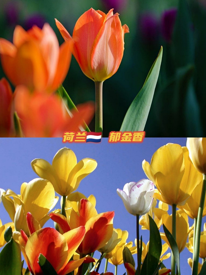 世界各国国花大全图片及名称,世界各国国花大全及图片