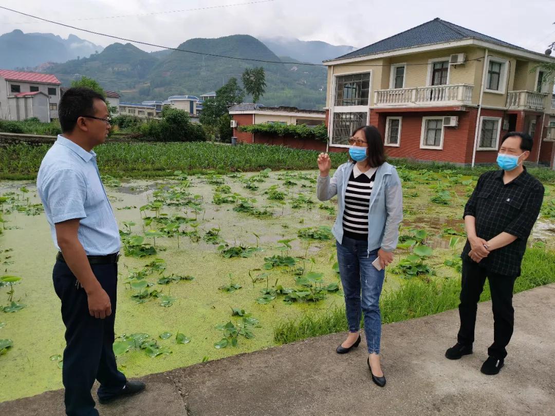 保康：大柳树下的“扶贫故事”