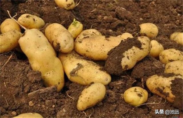 马铃薯母薯大面积腐烂是因为什么,马铃薯出苗后根部腐烂是什么问题