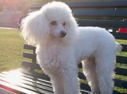 狗狗有泪痕要怎么可以彻底去除啊,狗狗泪痕怎么办