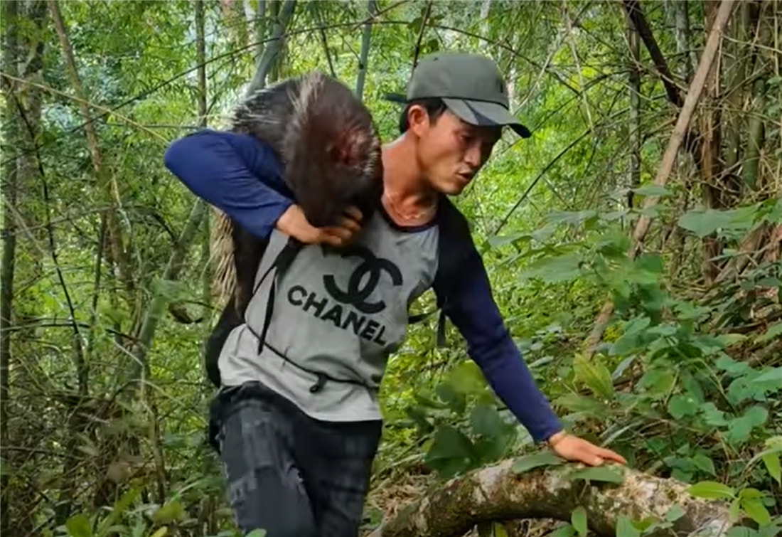 小伙太狠心!制作了一把3米长的弓弩,射中一只30斤的豪猪