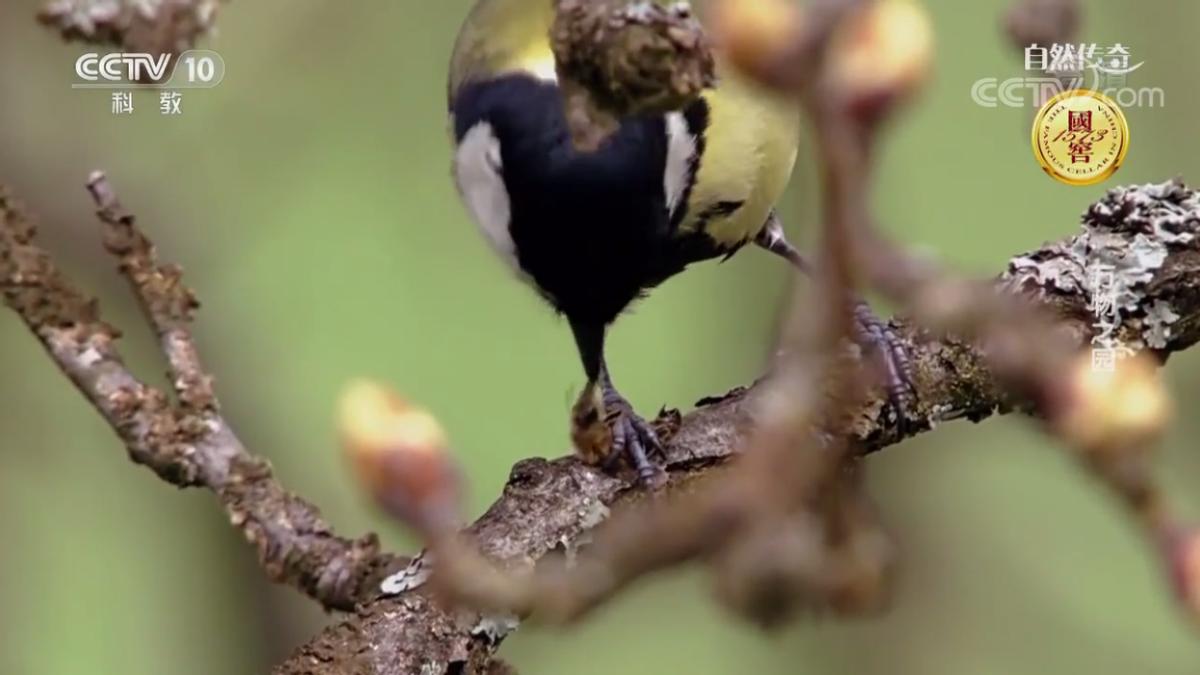 蜜蜂箱里有虫蜜蜂死掉怎么处理,蜜蜂在蜂箱成堆大量死亡如何处理