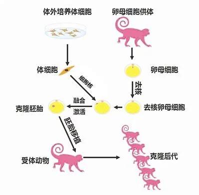人类科技发达却造不出一个细胞,人类再过200年能造出一个细胞吗