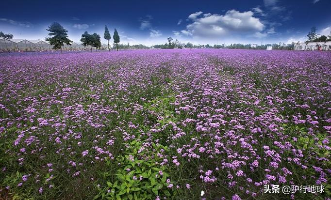 成都周边适合秋天看花的地方,成都周边看花攻略国庆节