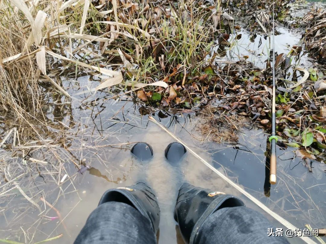 野钓小麦穗用短竿,小稻穗钓竿