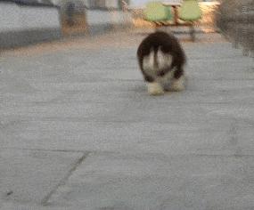 养狗新手与老手的区别,养狗为什么要养纯种犬