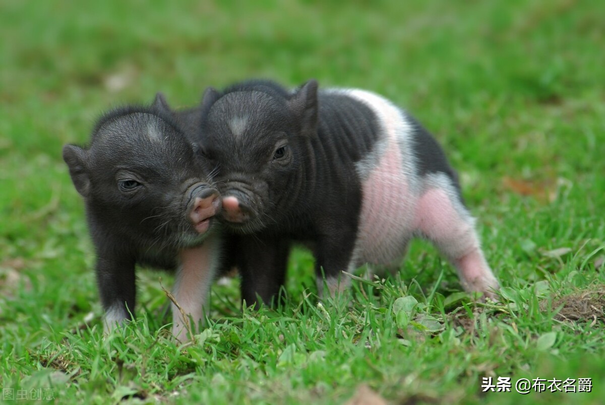 乡村兽医基本用药目录,兽医治猪病绝密配方