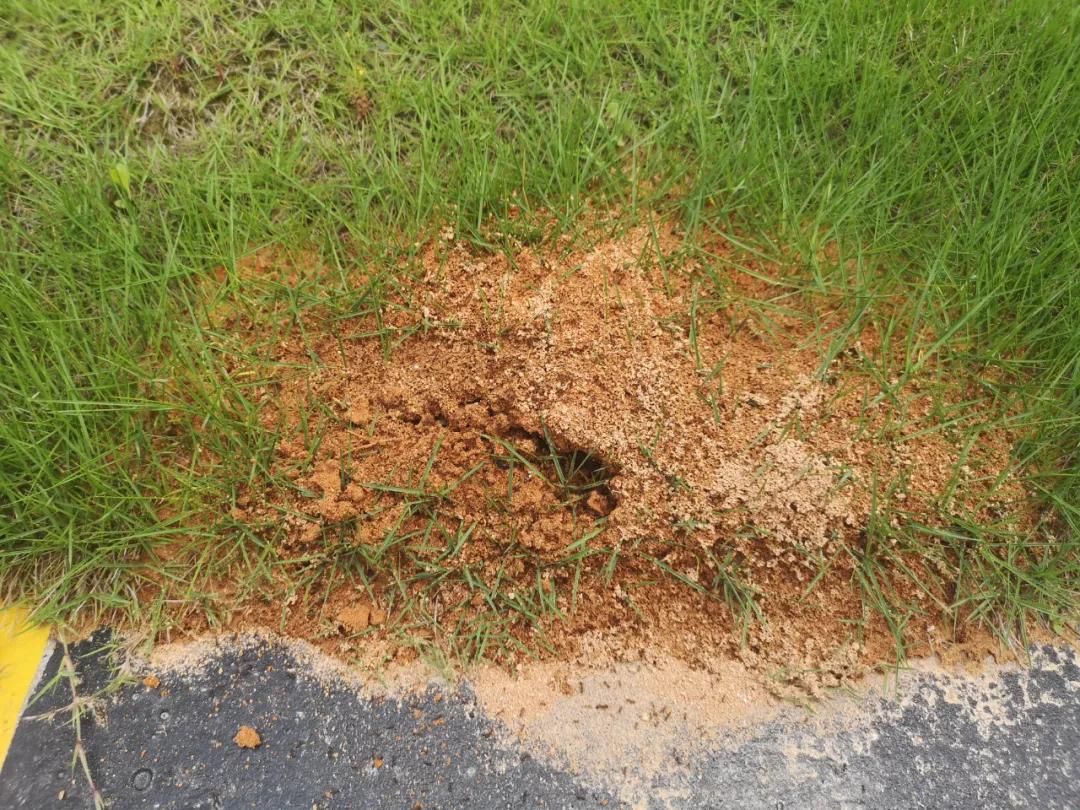 用拟黑多刺蚁防治红火蚁,白蚁红蚁黄蚁黑蚁都能轻松搞定