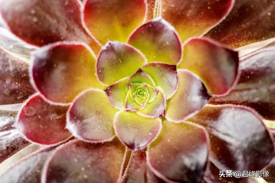 徕卡和哈苏哪个更保值一些,预算够用的话选徕卡还是选哈苏