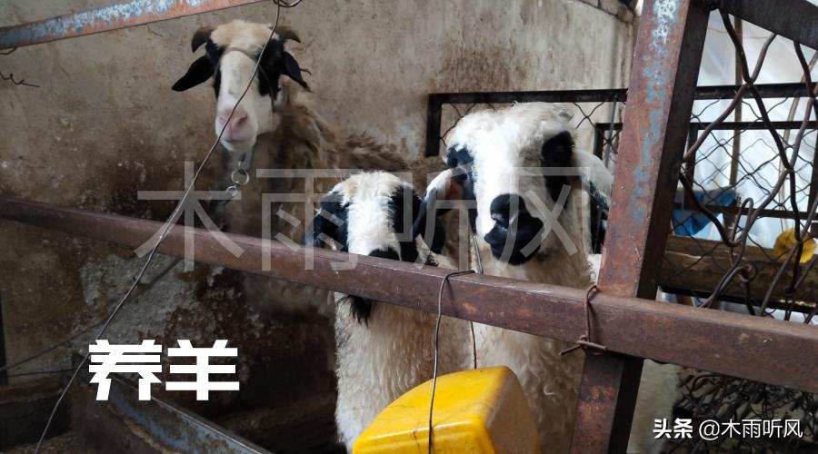 经营养羊场，影响羊场成败的原因是什么？什么样的对策才好？