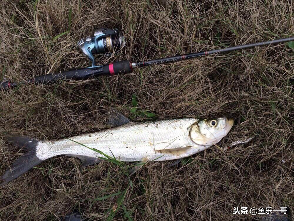 冬季铅头钩路亚翘嘴手法视频,冬季铅头钩路亚翘嘴如何确定水层