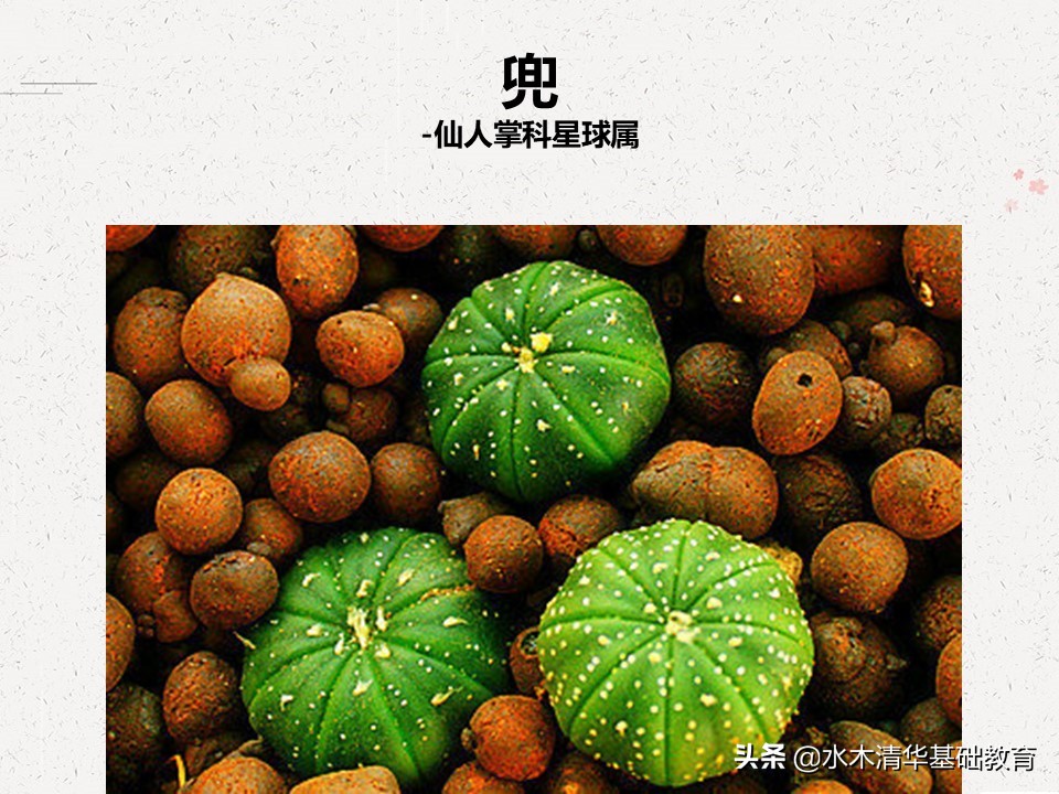 梦幻女王多肉植物百科图谱,原产地多肉植物图谱pdf