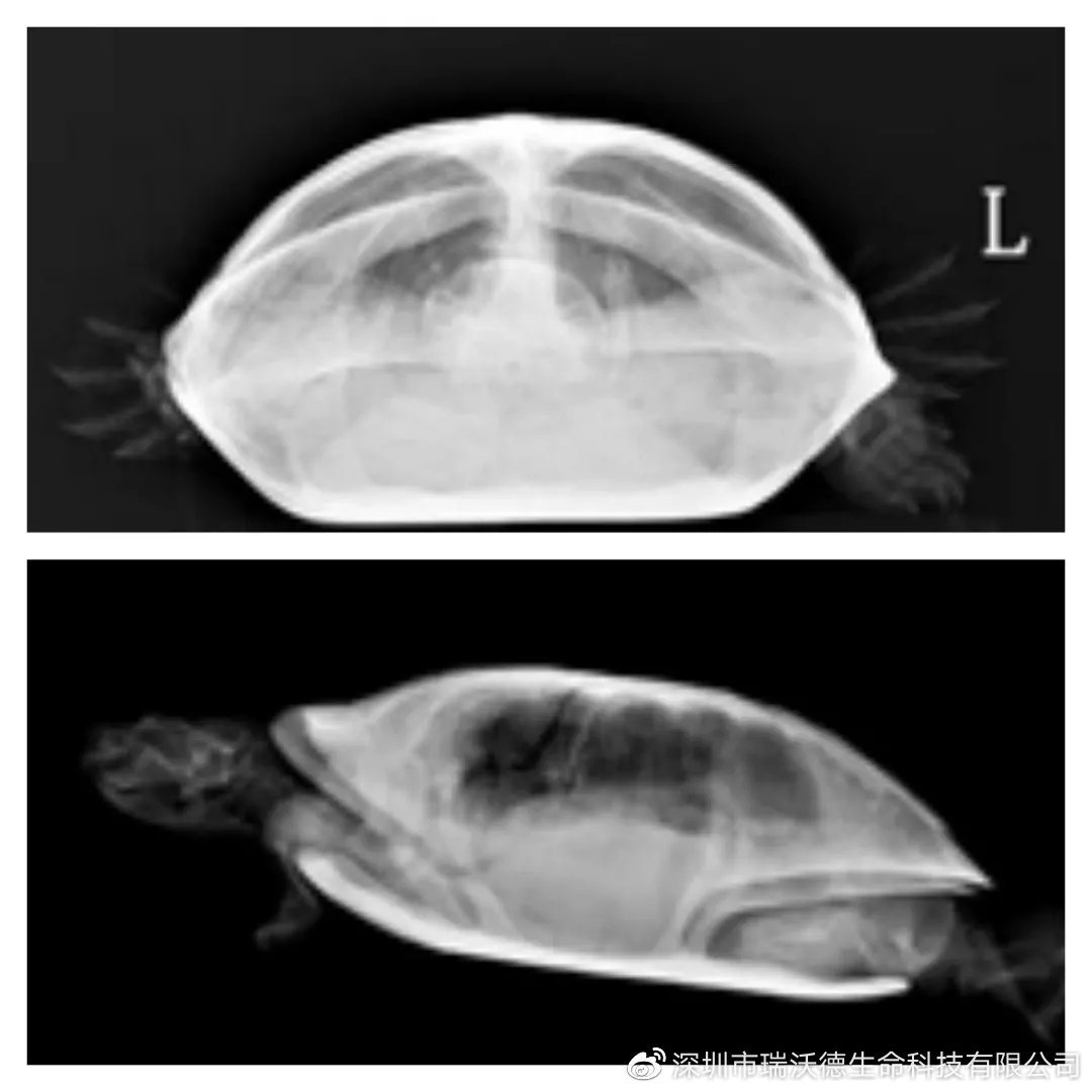 龟外伤修复,乌龟烂甲恢复初期