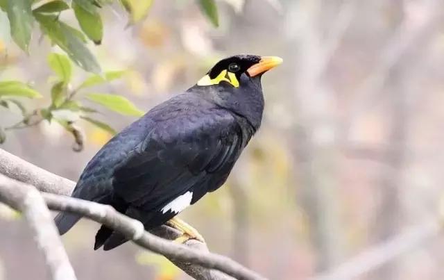 鹩哥不说话怎么办,鹩哥为什么说话没八哥多