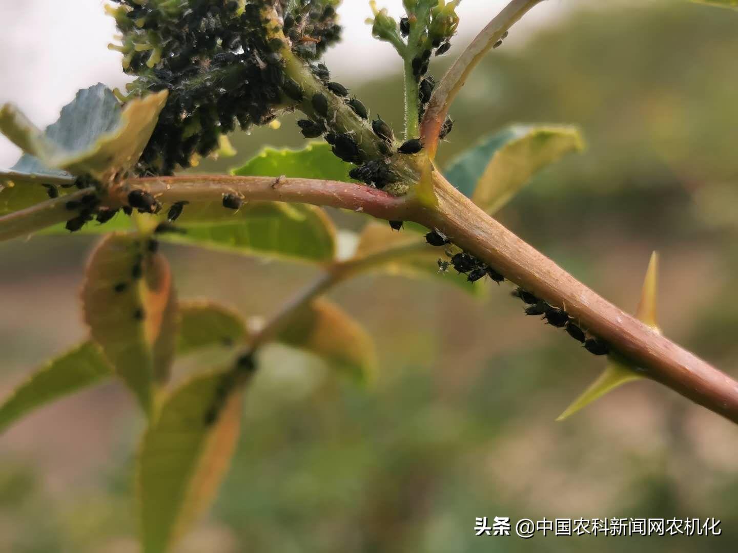 花椒大量落果怎么办,花椒树落果是怎么回事
