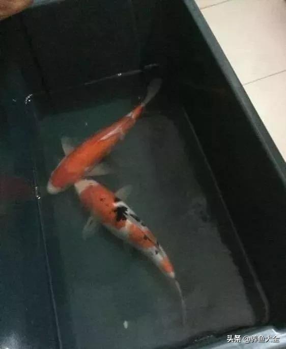 鱼穿孔病用什么药,鱼穿孔病的防治