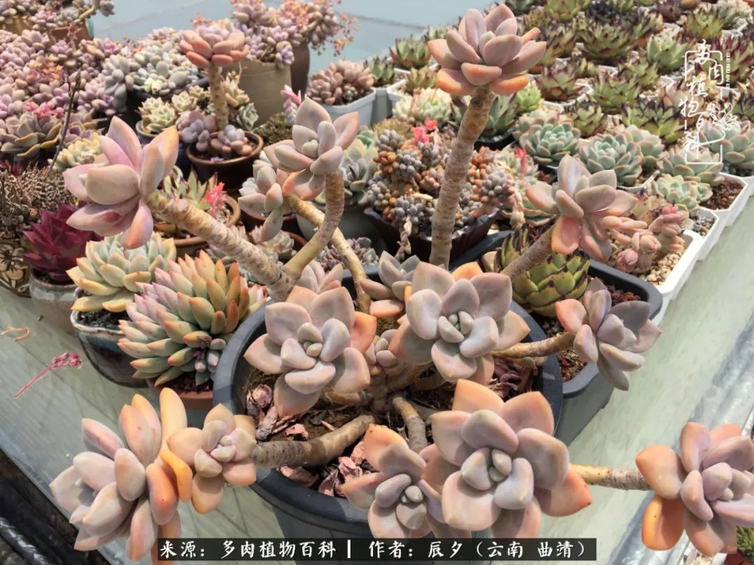 缂辩换鏃栨棊钁宠暏鐢熼,缂辩换鏃栨棊钁宠暏鐢熼鍑哄