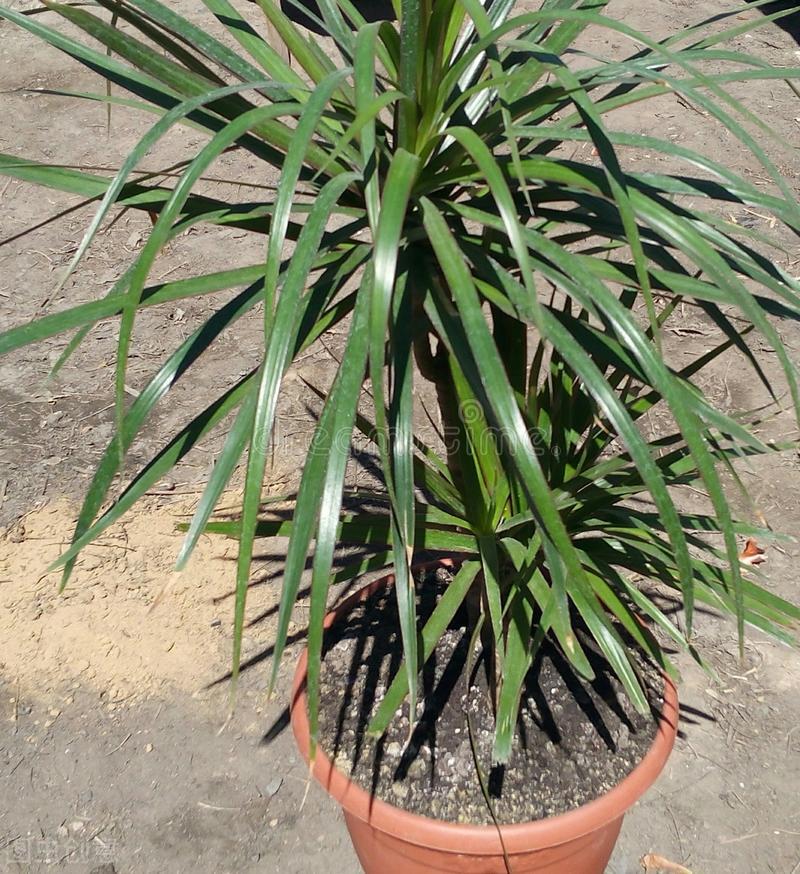 龙血树绿植好处,龙血树和绿植