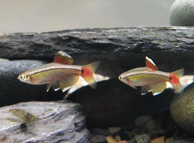 适合新手养的十大最耐活观赏鱼,十大适合新手养的漂亮观赏鱼