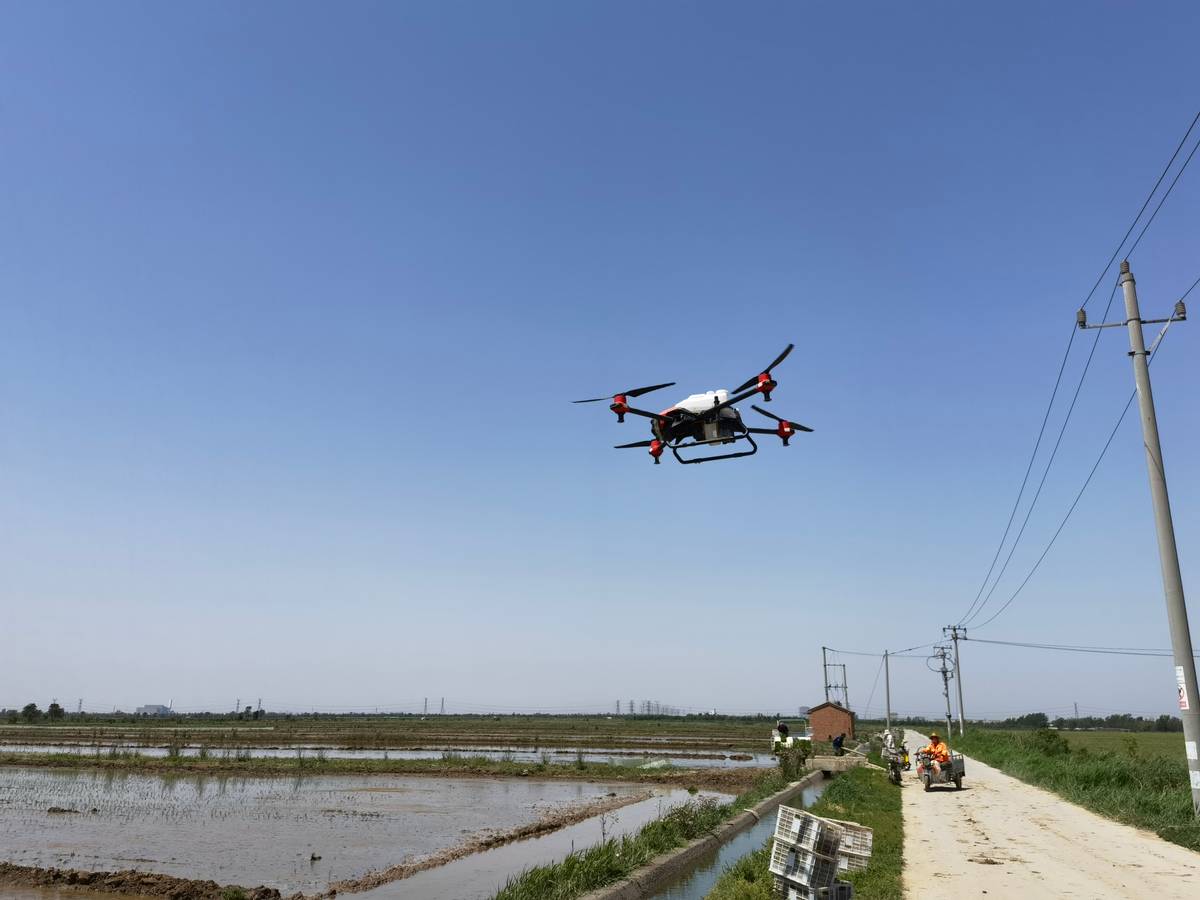 绘就乡村振兴壮美画卷,特色水稻种植绘就乡村振兴画卷