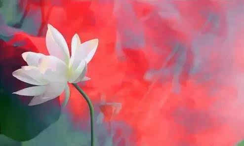 佛教修莲花,佛教与莲花图片大全