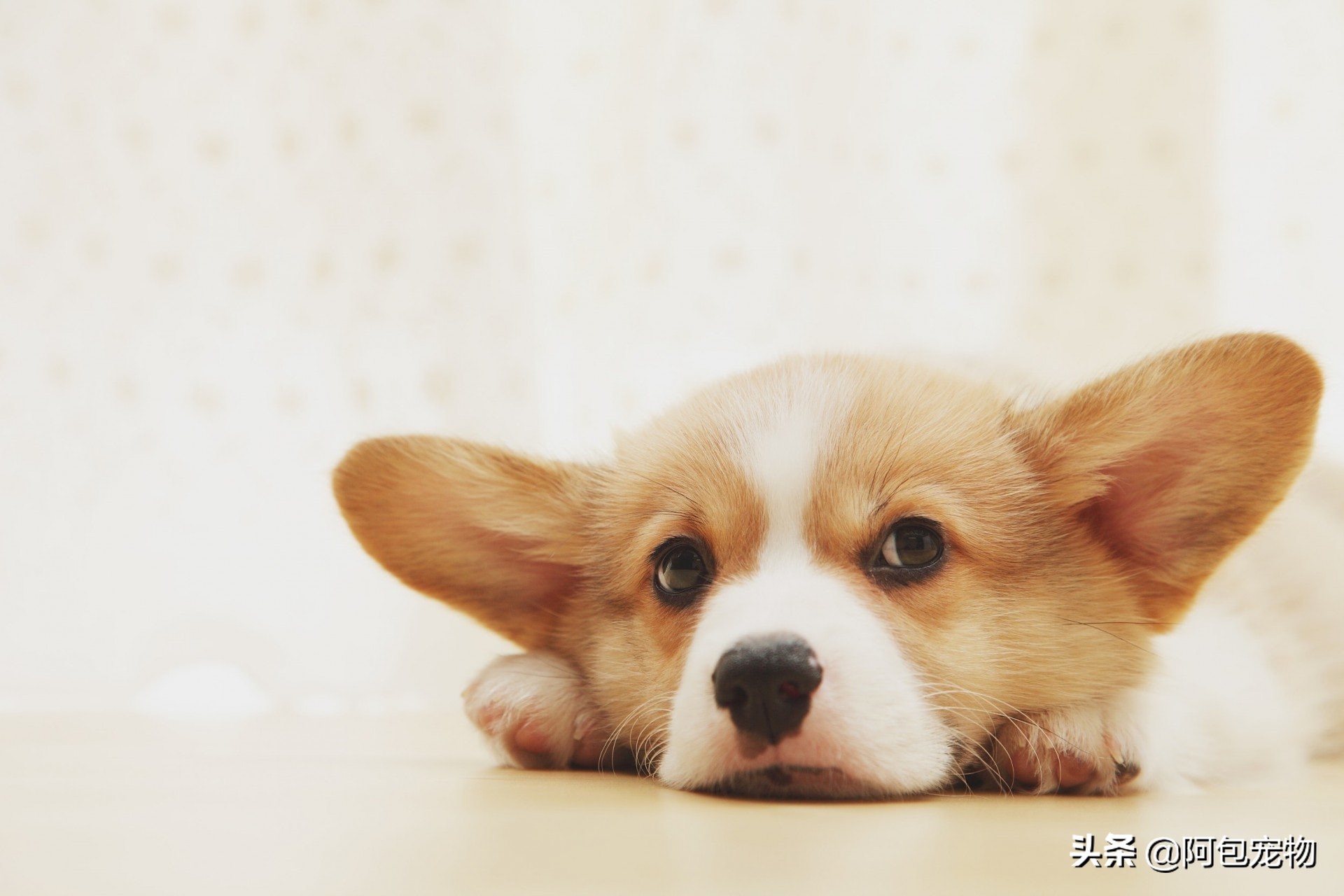 「垂耳狗注意」狗狗耳朵易感染7个方法教你预防