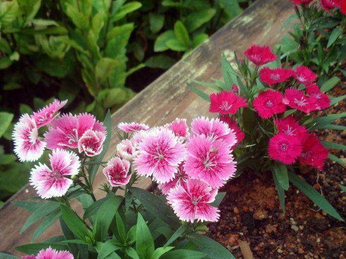 一年四季开花的野草,开花非常惊艳的野草