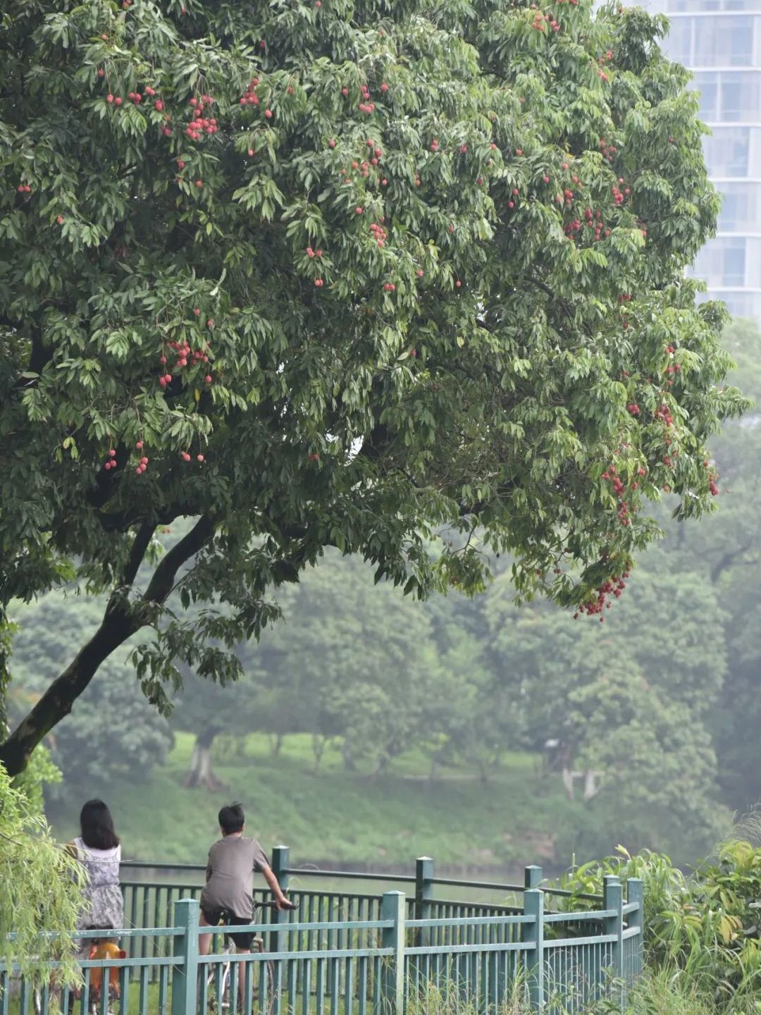 流传千年的风味,那一抹不变幻的甜,是莆田人心头好