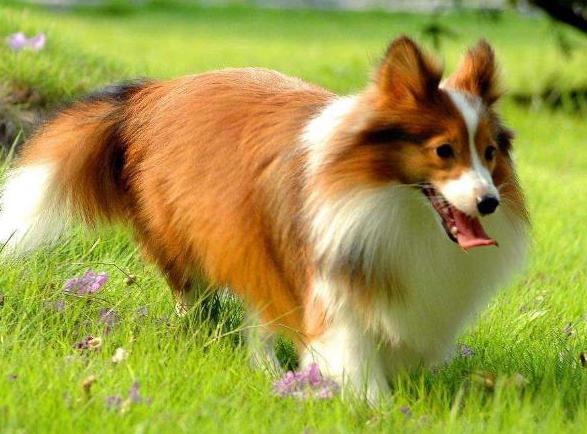 喜乐蒂犬寿命有多少年,喜乐蒂幼犬多大变形