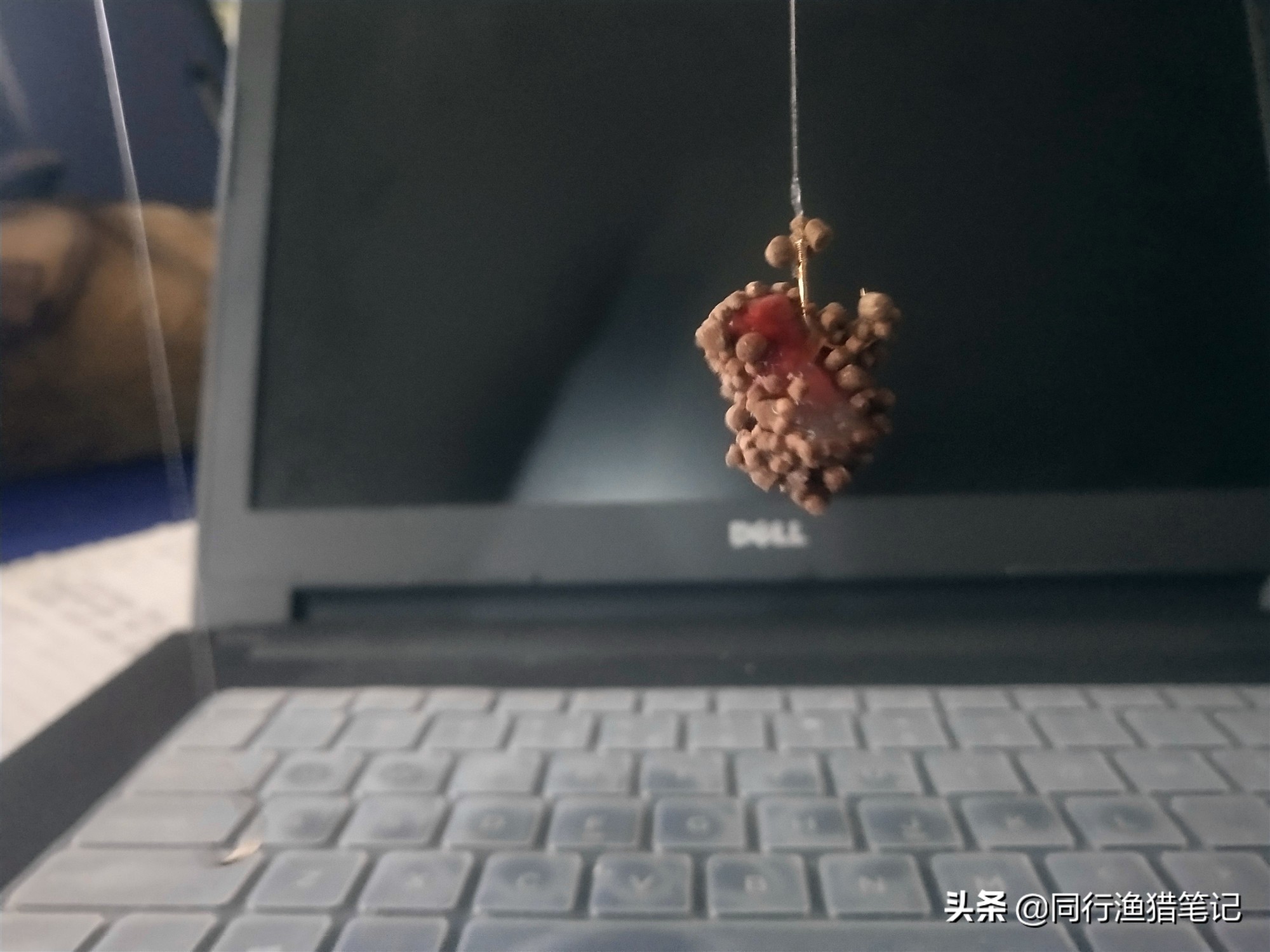 黑坑偷驴好用的饵料,黑坑偷驴时三种常用饵