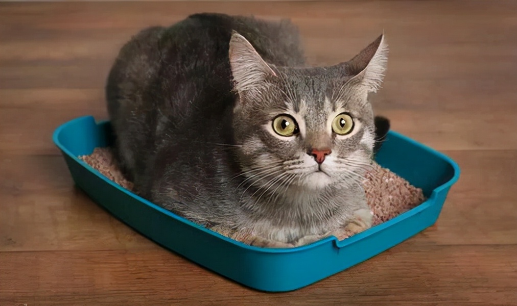 养猫省钱好物推荐清单,养猫必买的东西清单