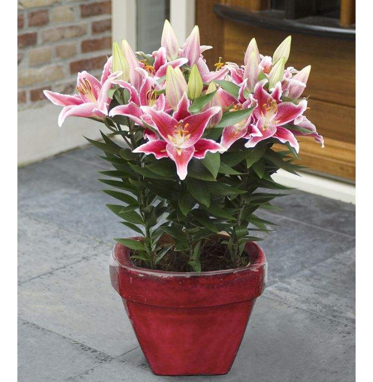 百合花盆栽下边的叶子发黄,百合花叶子发黄快速补救方法