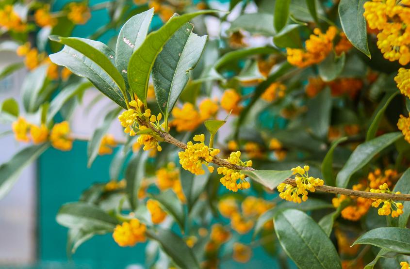 独占三秋压群芳,独占三秋压众芳何咏橘绿与橙黄